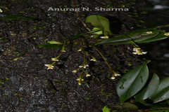 Sirhookera lanceolata